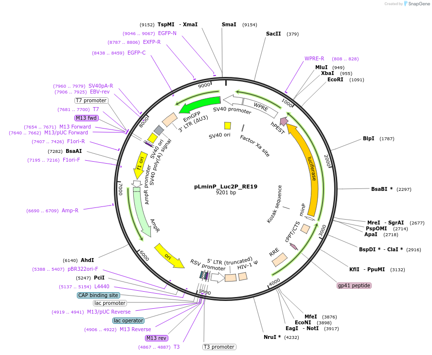 90361-plasmid-map-sequence-id-359736