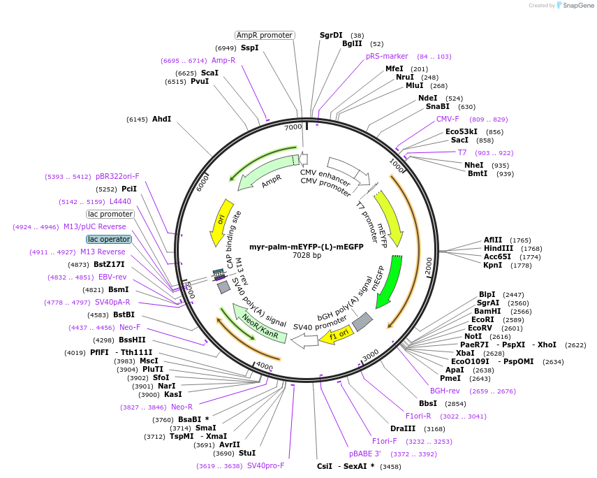 182852-plasmid-map-sequence-id-359740