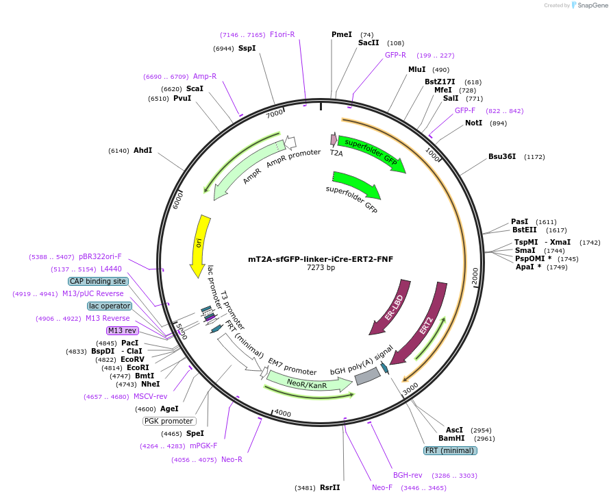 182341-plasmid-map-sequence-id-359742