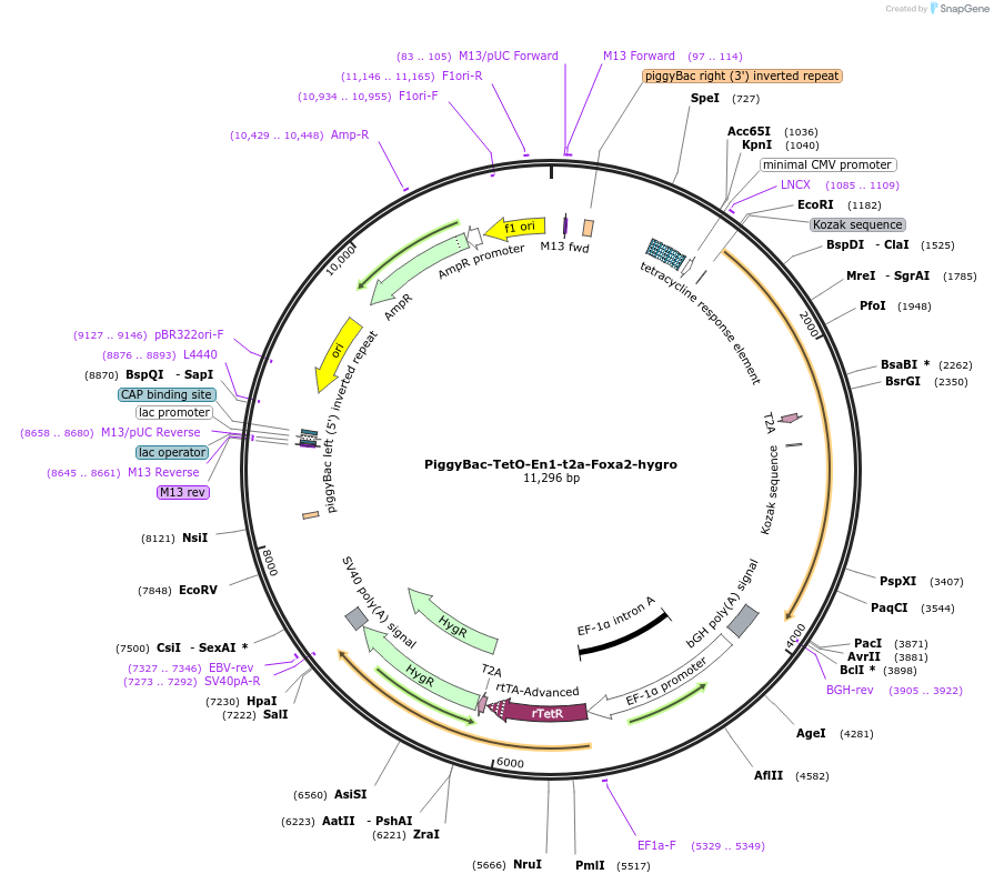 176483-plasmid-map-sequence-id-359746