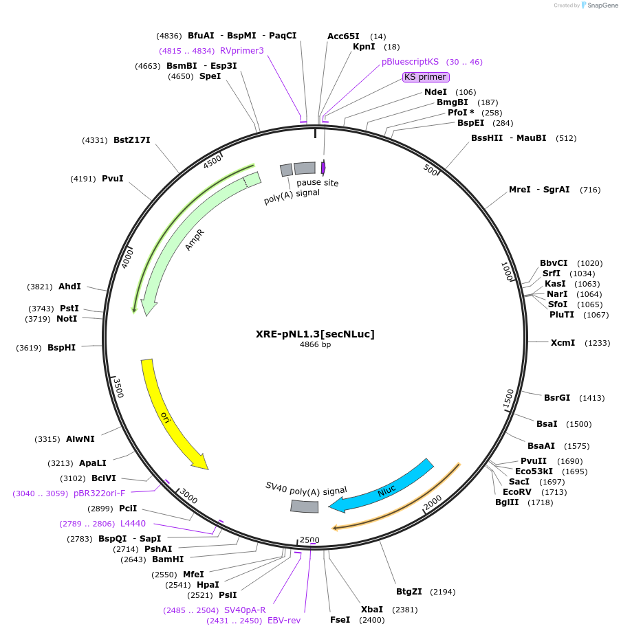 182295-plasmid-map-sequence-id-359751
