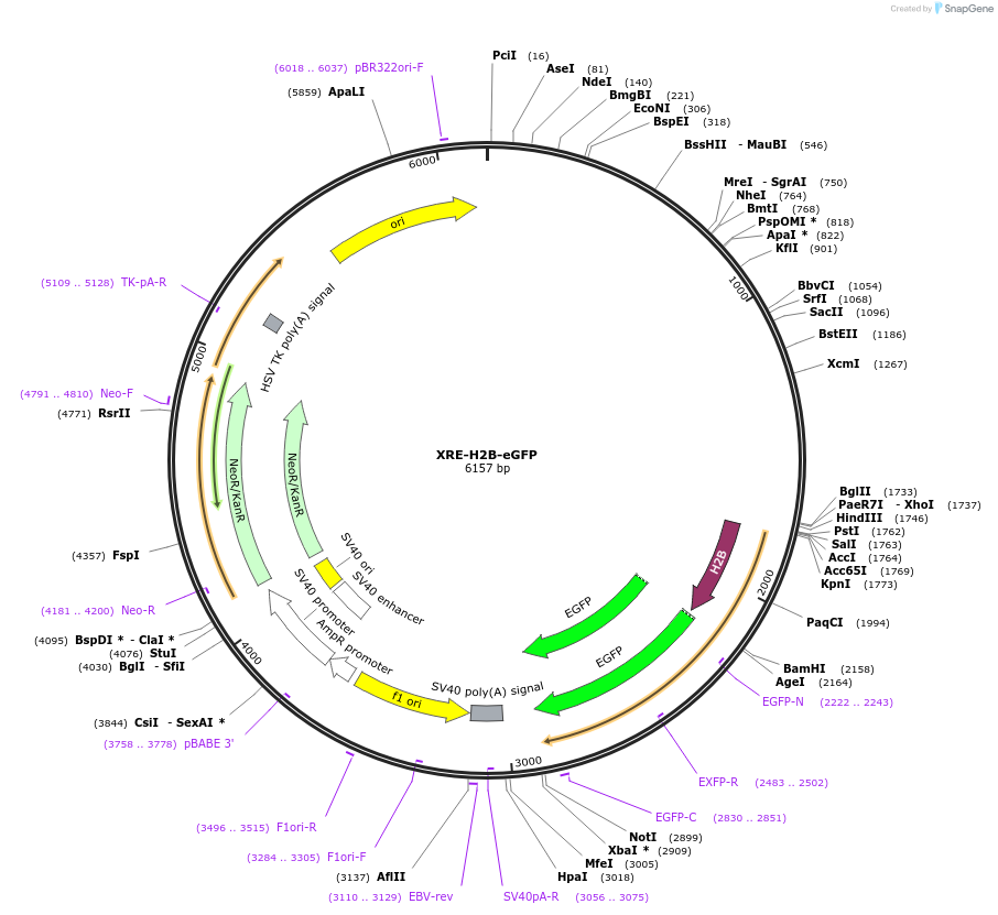 182294-plasmid-map-sequence-id-359752