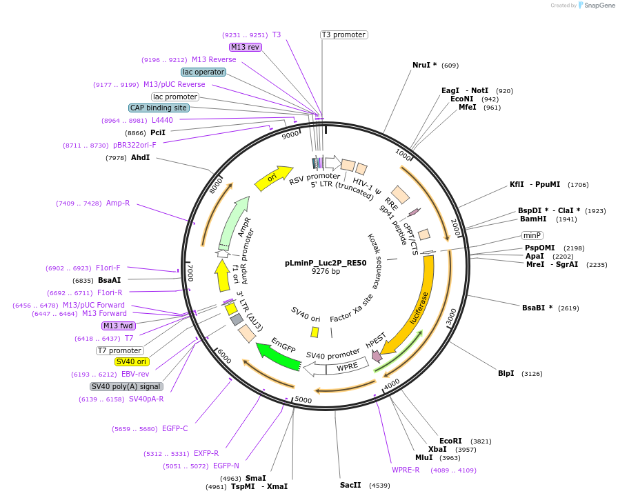 90389-plasmid-map-sequence-id-359756
