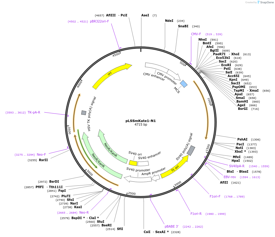 31866-plasmid-map-sequence-id-35978