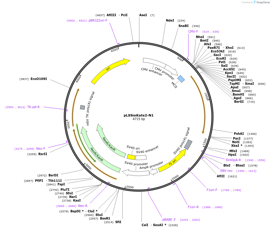 31867-plasmid-map-sequence-id-35979