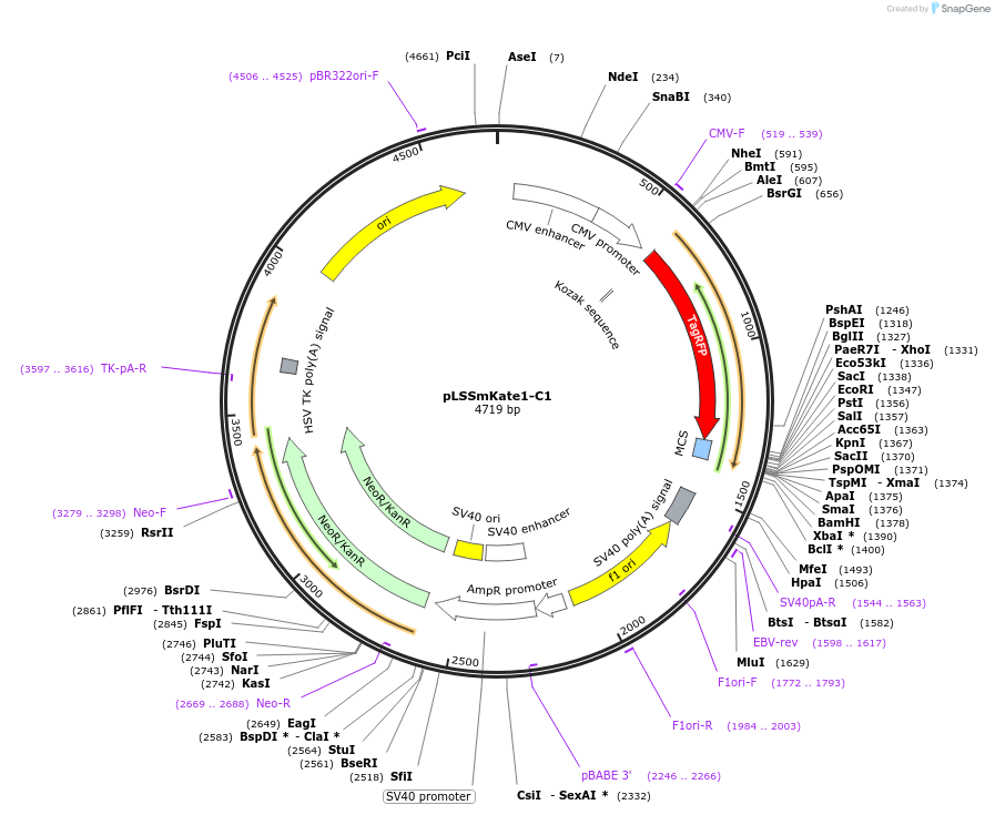 31868-plasmid-map-sequence-id-35980