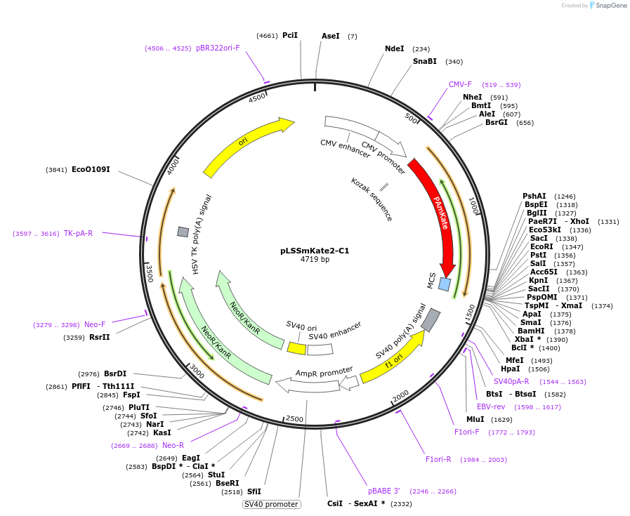 31869-plasmid-map-sequence-id-35981