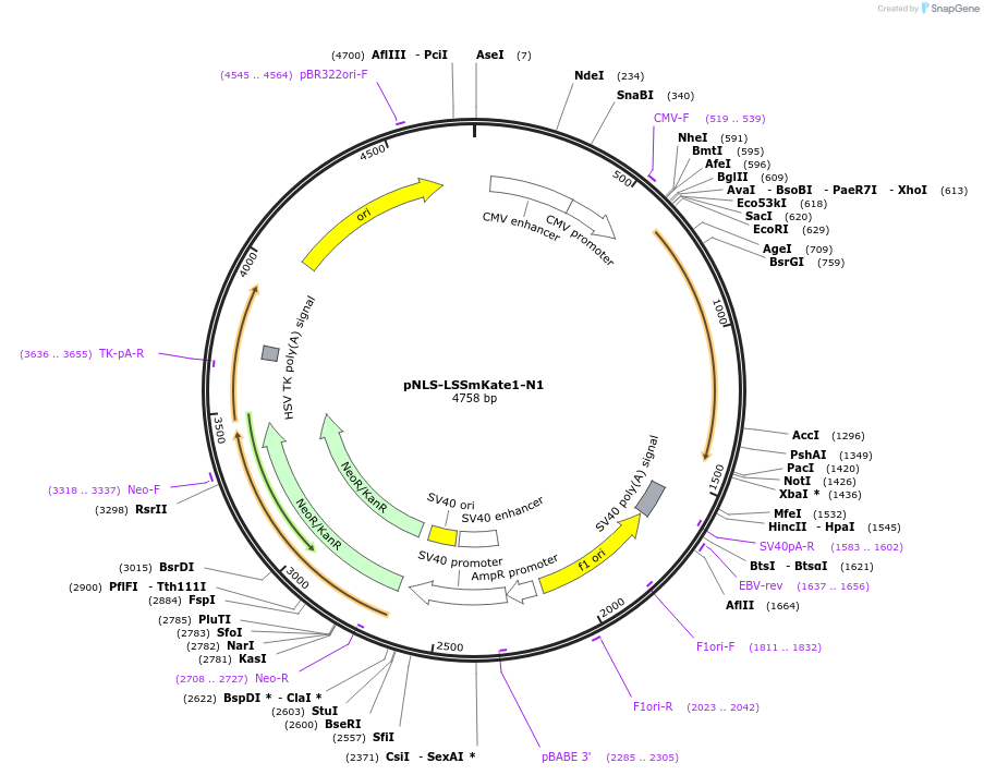 31870-plasmid-map-sequence-id-35982