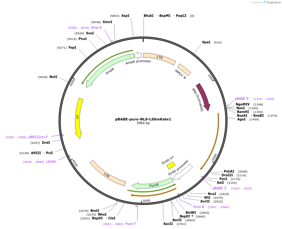 31873-plasmid-map-sequence-id-35985
