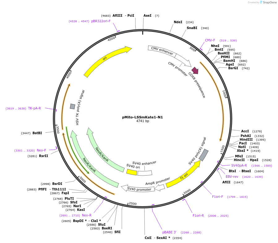 31878-plasmid-map-sequence-id-35986