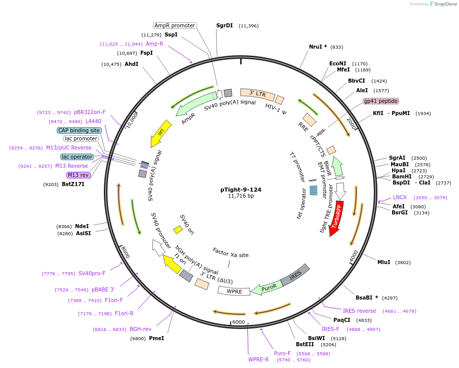 31874-plasmid-map-sequence-id-35987