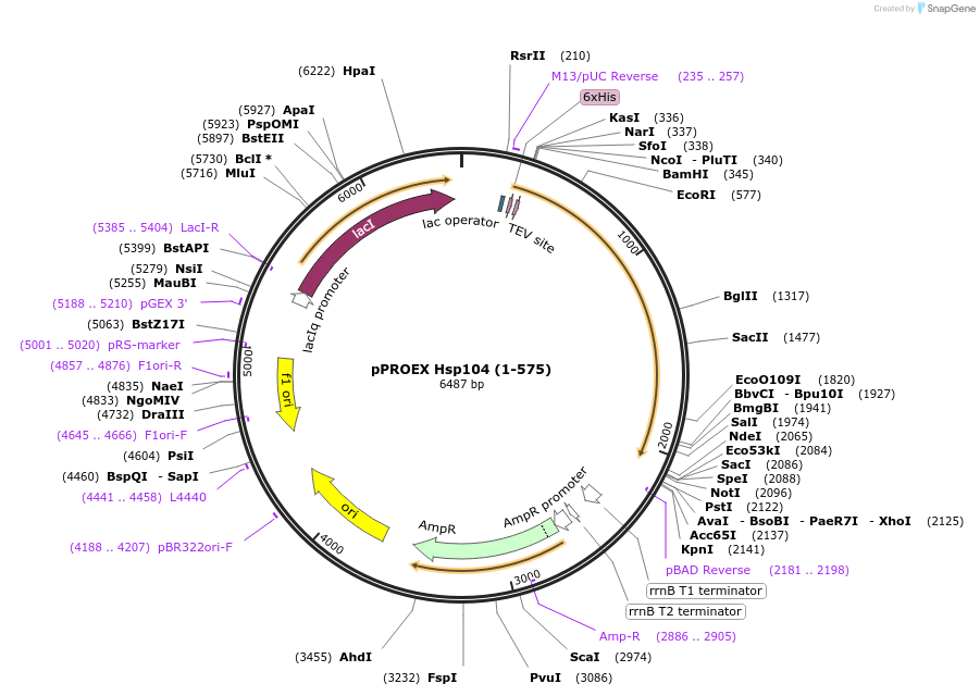 1318-plasmid-map-sequence-id-36