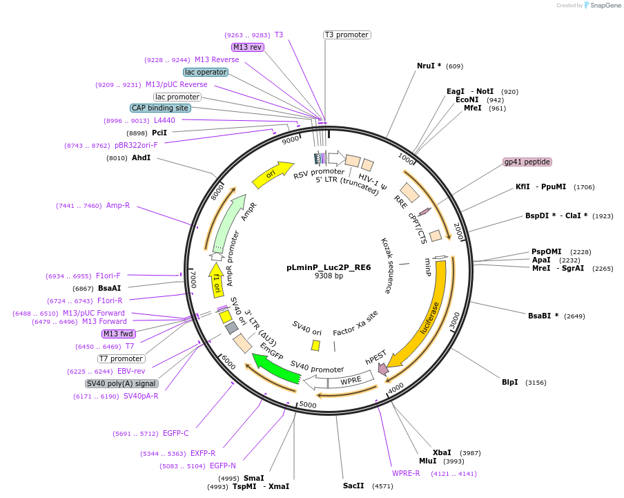 90340-plasmid-map-sequence-id-360001