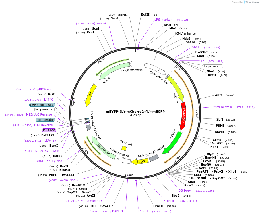 182861-plasmid-map-sequence-id-360002