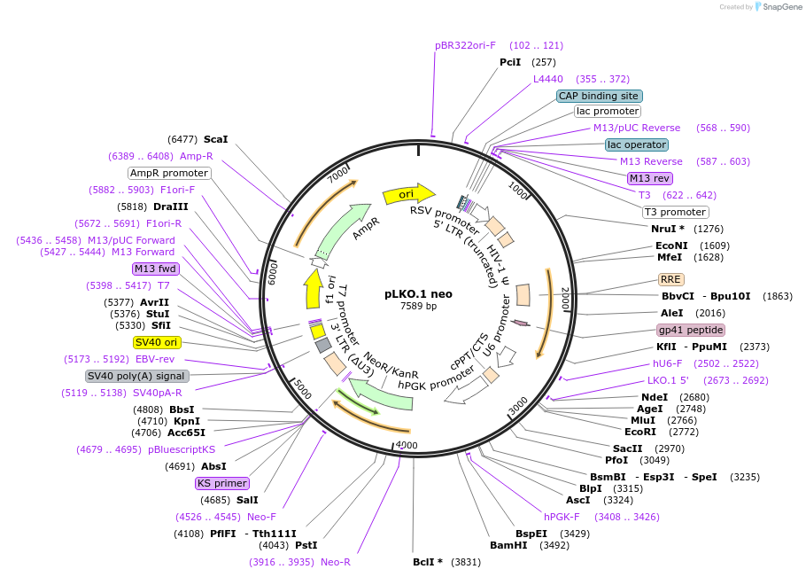 13425-plasmid-map-sequence-id-360003