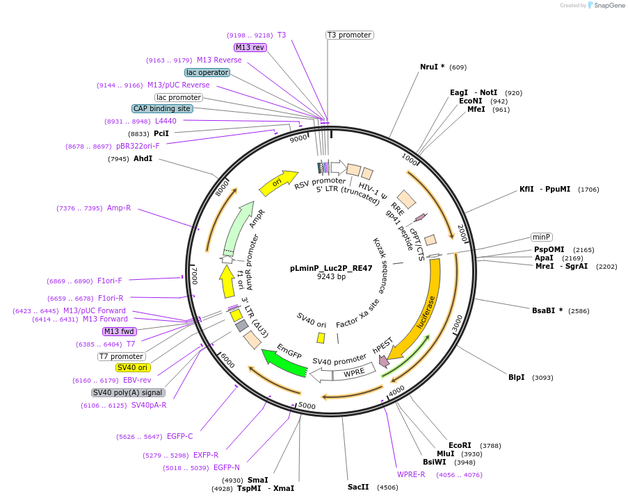 90385-plasmid-map-sequence-id-360005