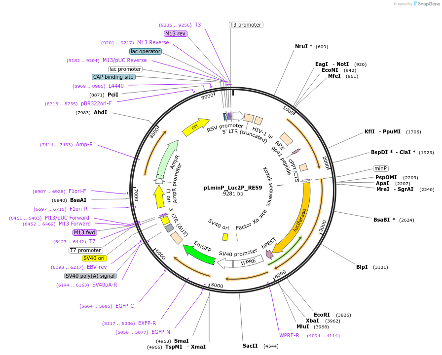 90404-plasmid-map-sequence-id-360009