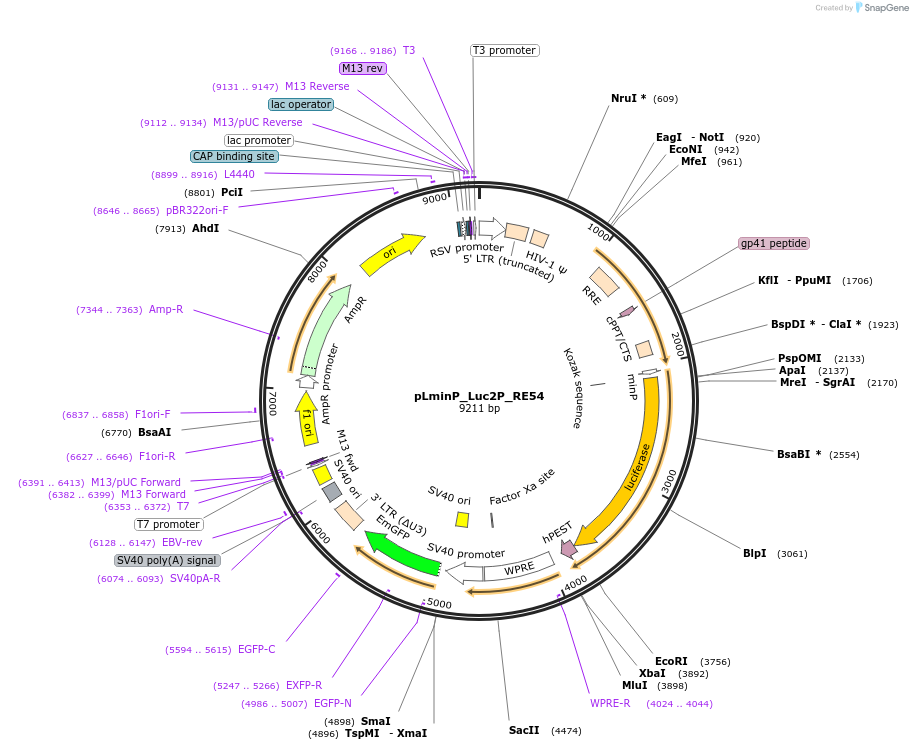 90399-plasmid-map-sequence-id-360013