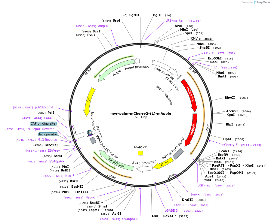 182858-plasmid-map-sequence-id-360018