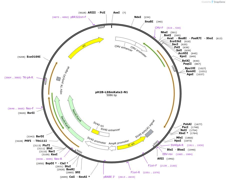31903-plasmid-map-sequence-id-36003