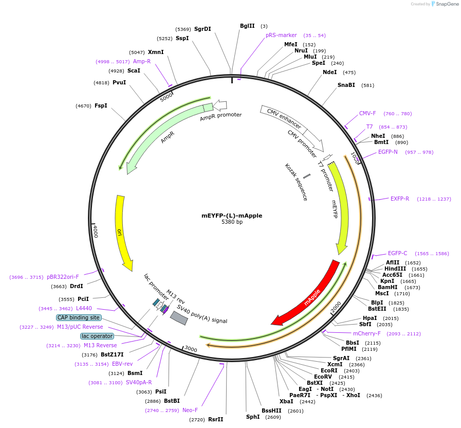 182860-plasmid-map-sequence-id-360031