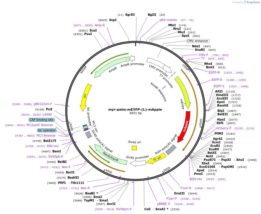 182863-plasmid-map-sequence-id-360045