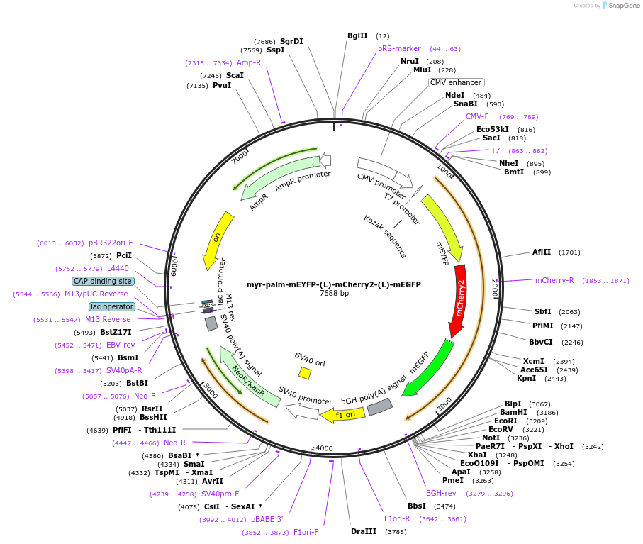 182853-plasmid-map-sequence-id-360046