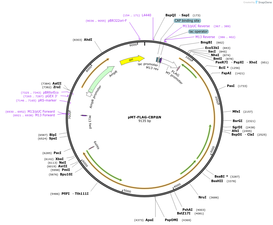 182840-plasmid-map-sequence-id-360048