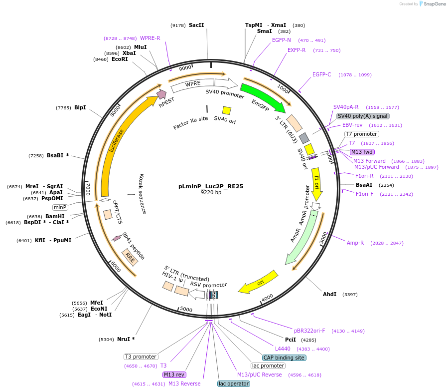 90367-plasmid-map-sequence-id-360049