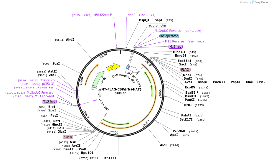182841-plasmid-map-sequence-id-360051