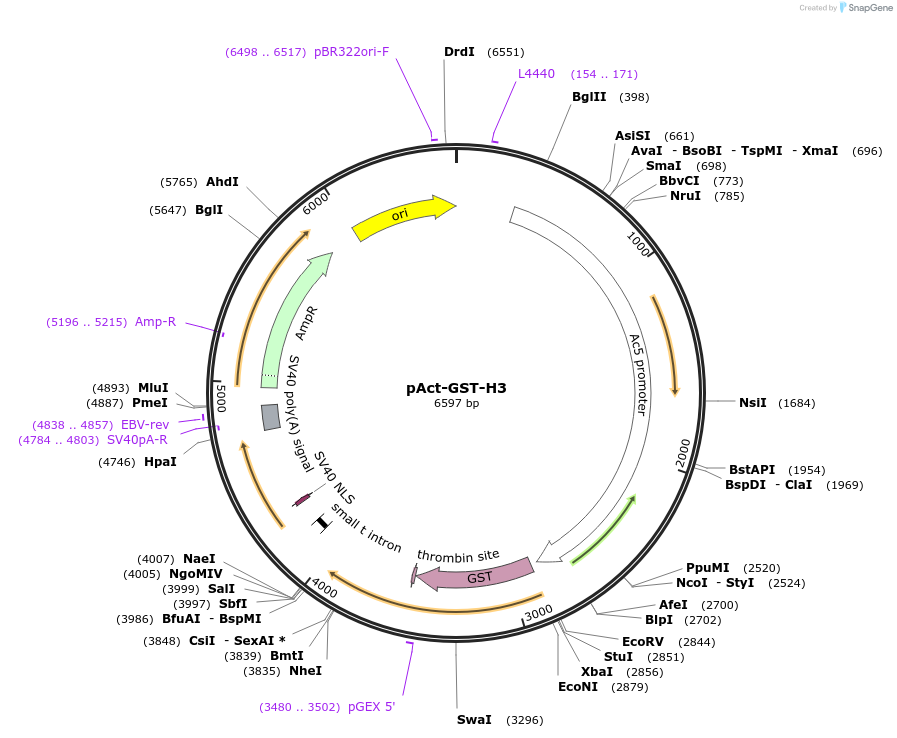 182842-plasmid-map-sequence-id-360059
