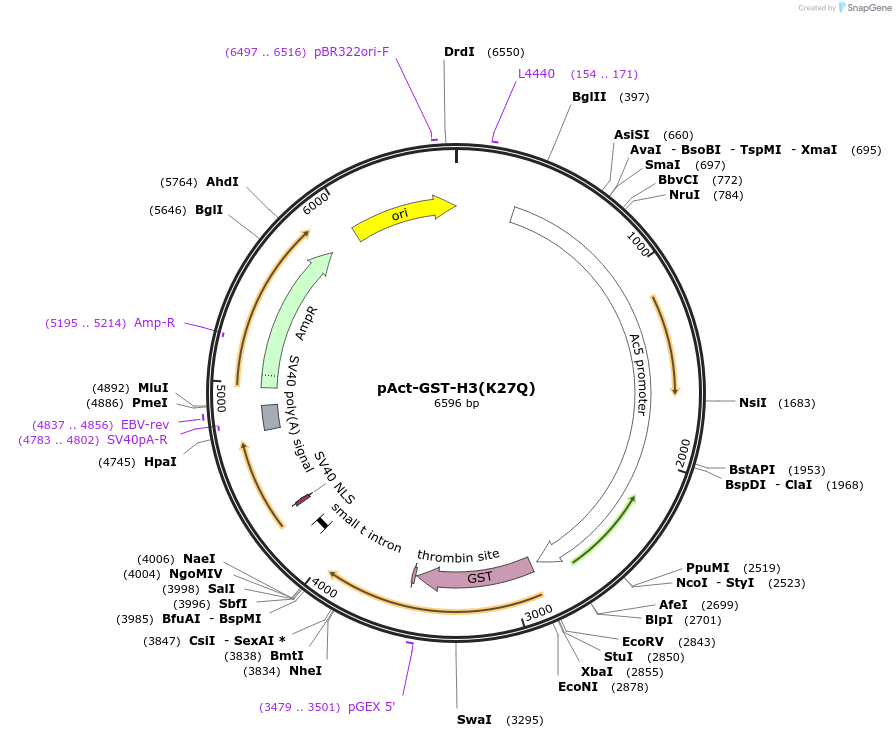 182843-plasmid-map-sequence-id-360061