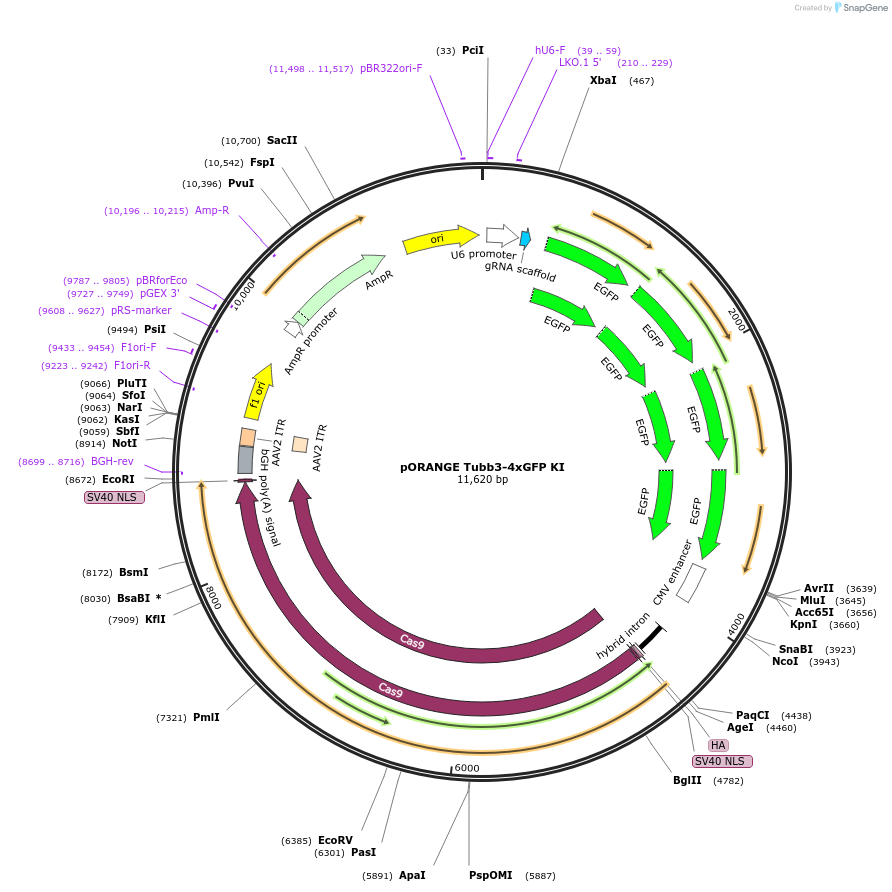 183445-plasmid-map-sequence-id-360078