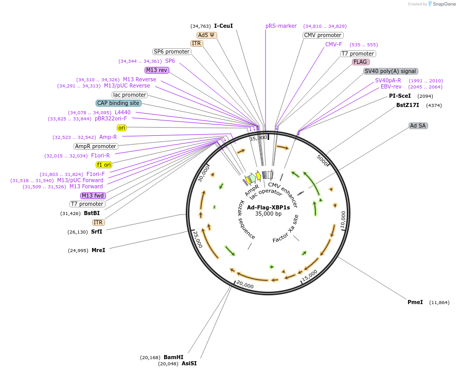 63678-plasmid-map-sequence-id-360081