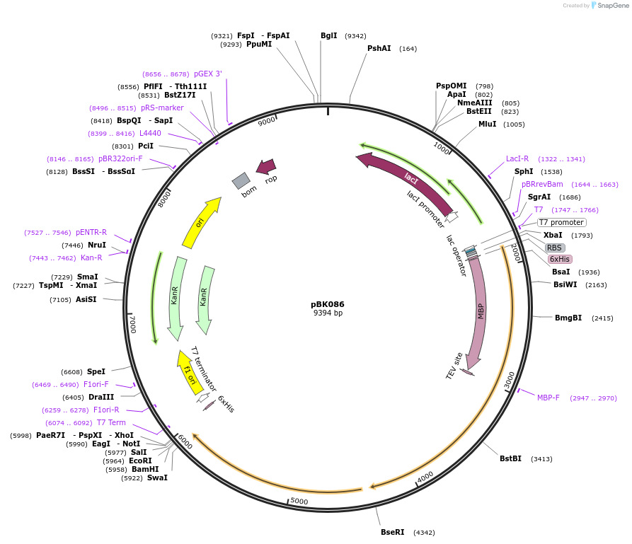 183145-plasmid-map-sequence-id-360084