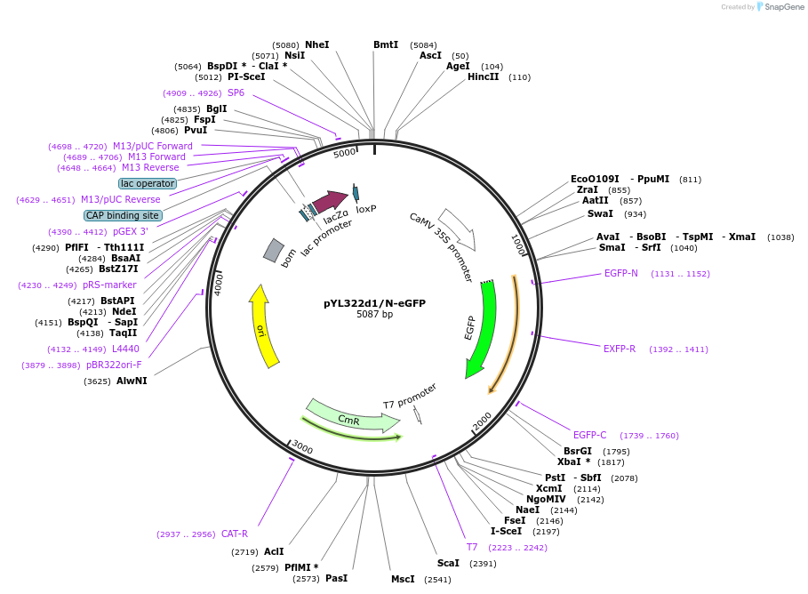 183151-plasmid-map-sequence-id-360085
