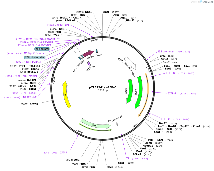 183152-plasmid-map-sequence-id-360087