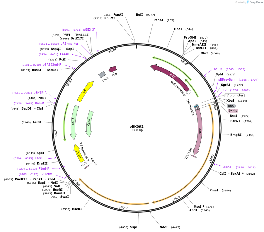 183146-plasmid-map-sequence-id-360089