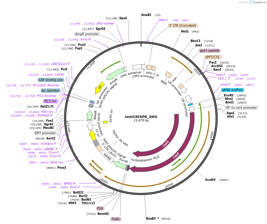 183192-plasmid-map-sequence-id-360098