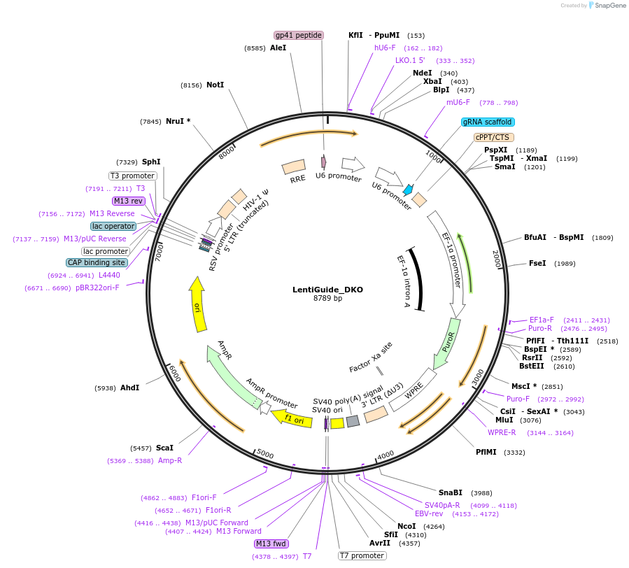 183193-plasmid-map-sequence-id-360099