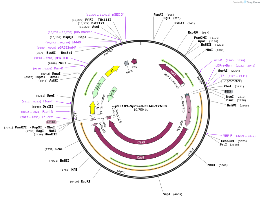 182032-plasmid-map-sequence-id-360101