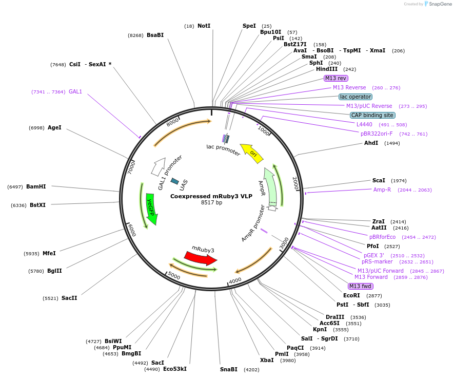 182431-plasmid-map-sequence-id-360113