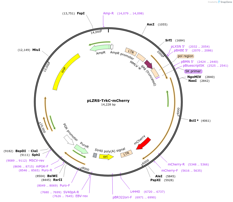 182949-plasmid-map-sequence-id-360115