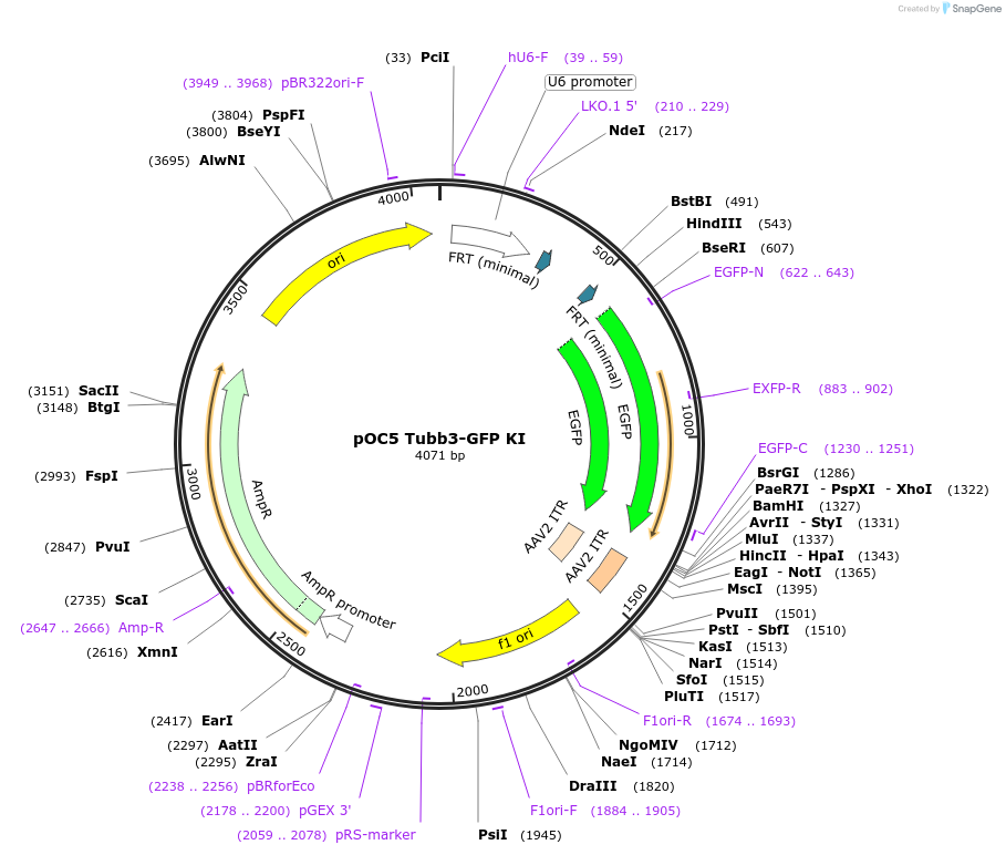 183440-plasmid-map-sequence-id-360118