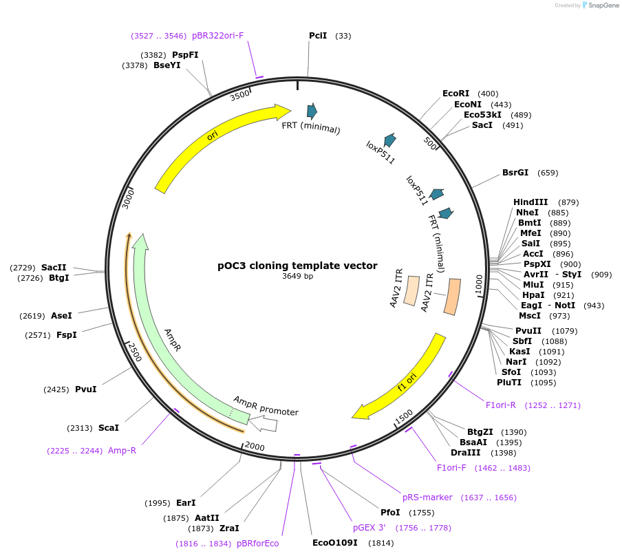 183422-plasmid-map-sequence-id-360125