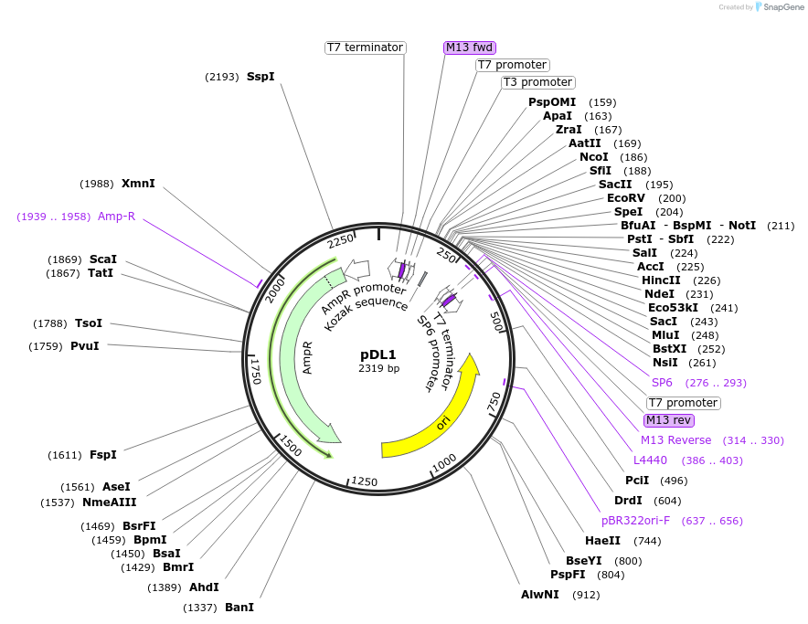 182263-plasmid-map-sequence-id-360127