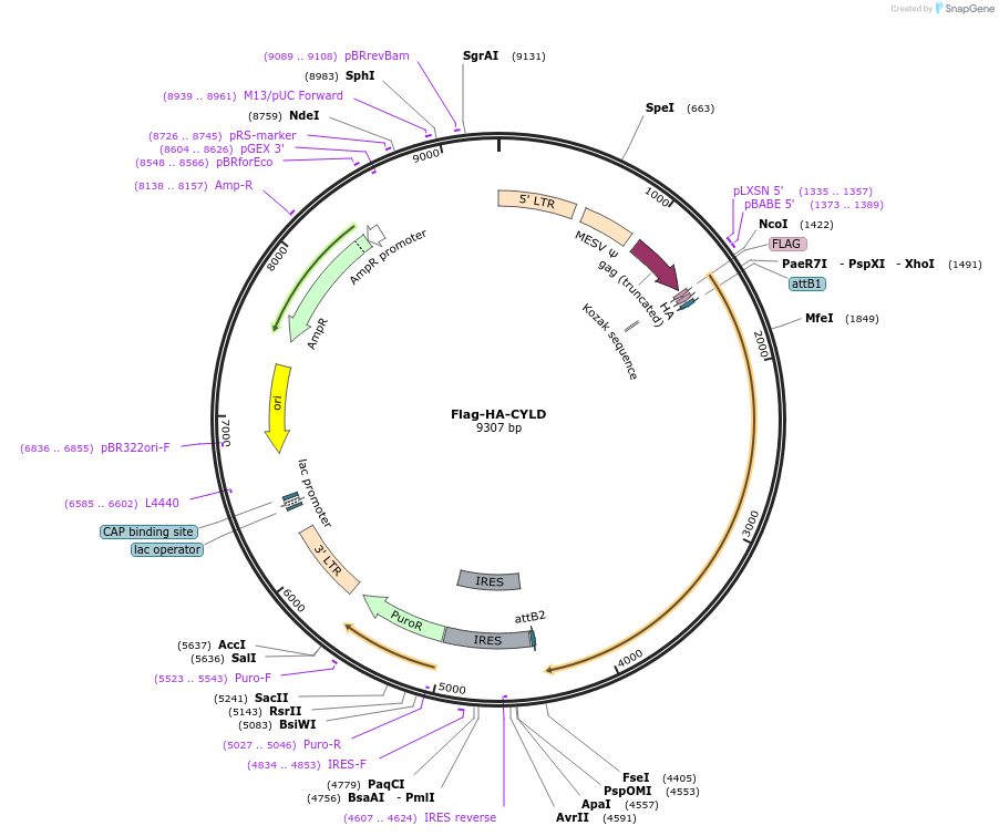22544-plasmid-map-sequence-id-360146