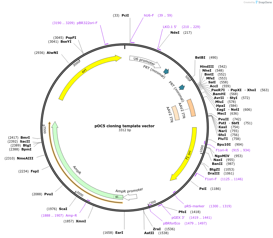 183424-plasmid-map-sequence-id-360147