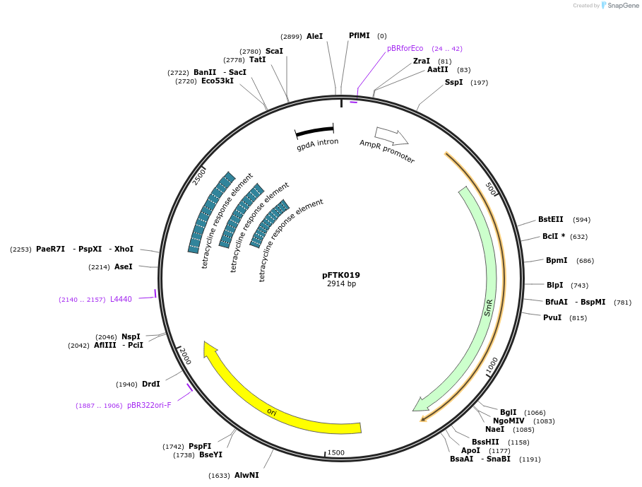 171291-plasmid-map-sequence-id-360150