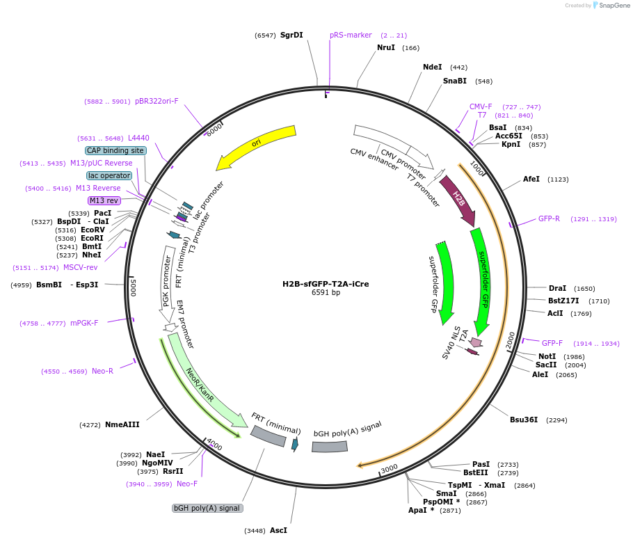178546-plasmid-map-sequence-id-360157